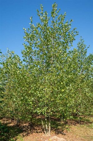 Alnus glutinosa 300-350 cm cont. 110L meerstammig - afbeelding 7