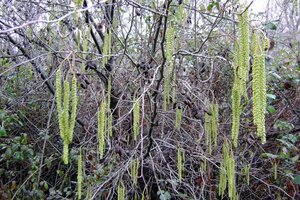 Alnus glutinosa 300-350 cm cont. 110L meerstammig - afbeelding 6