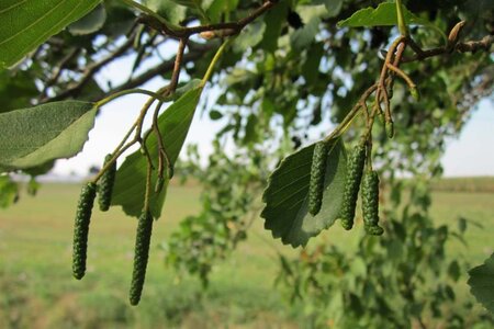 Alnus glutinosa 300-350 cm cont. 110L meerstammig - afbeelding 5