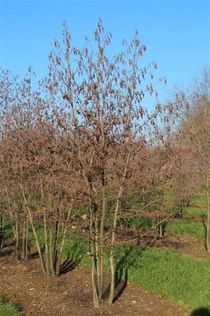 Alnus glutinosa 300-350 cm cont. 110L meerstammig - afbeelding 3