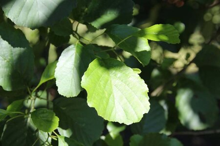 Alnus glutinosa 300-350 cm cont. 110L meerstammig - afbeelding 2