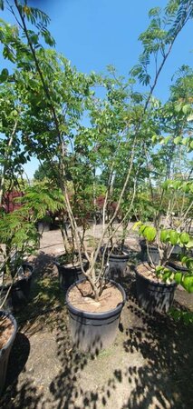 Albizia julibrissin 300-350 cm container meerstammig - afbeelding 1