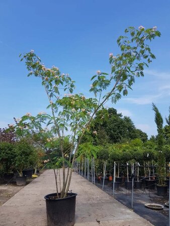 Albizia julibrissin 300-350 cm container meerstammig - afbeelding 2