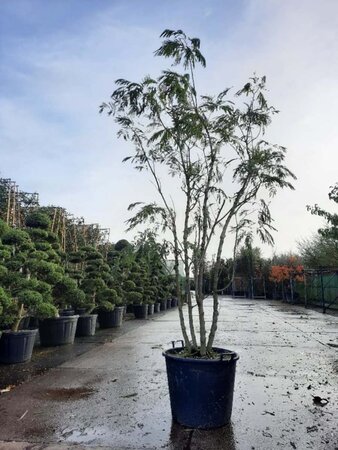 Albizia julibrissin 300-350 cm container meerstammig - afbeelding 3