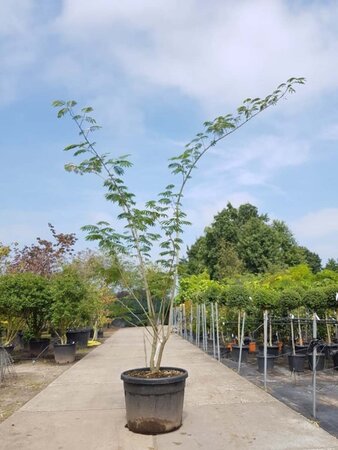 Albizia julibrissin 300-350 cm container meerstammig - afbeelding 4