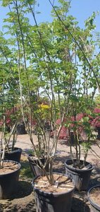 Albizia julibrissin 300-350 cm container meerstammig - afbeelding 5