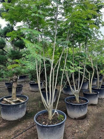 Albizia julibrissin 300-350 cm container meerstammig - afbeelding 8