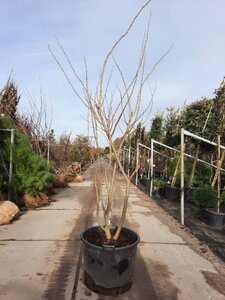 Albizia julibrissin 300-350 cm container meerstammig - afbeelding 6