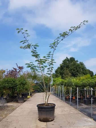 Albizia julibrissin 300-350 cm container meerstammig - afbeelding 7