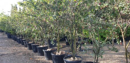 Amelanchier lamarckii 175-200 cm cont. 110L meerstammig