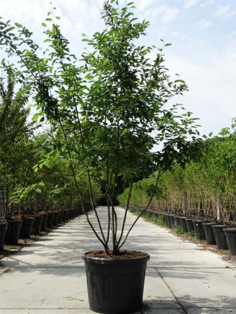 Amelanchier lamarckii 200-250 cm cont. 90L meerstammig - afbeelding 2