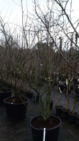 Amelanchier lamarckii 200-250 cm container meerstammig - afbeelding 6