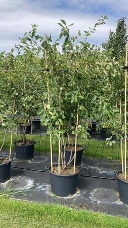 Amelanchier lamarckii 200-250 cm container meerstammig - afbeelding 9