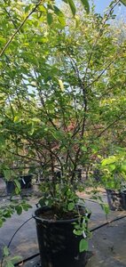 Amelanchier lamarckii 200-250 cm container meerstammig - afbeelding 5