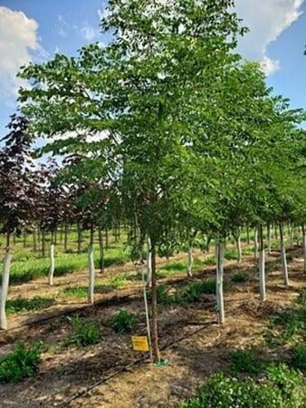 Amelanchier lamarckii 200-250 cm container meerstammig - afbeelding 3