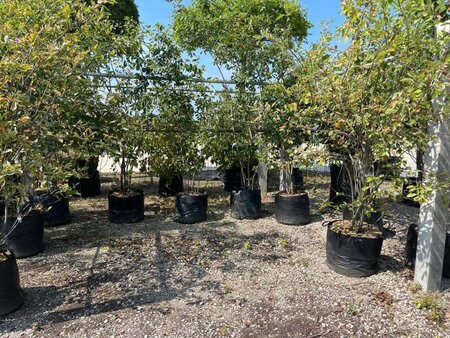 Amelanchier lamarckii 200-250 cm container meerstammig - afbeelding 8