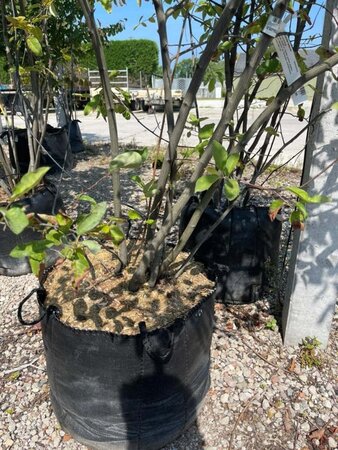 Amelanchier lamarckii 200-250 cm container meerstammig - afbeelding 7