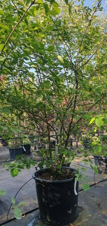 Amelanchier lamarckii 200-250 cm container meerstammig - afbeelding 2