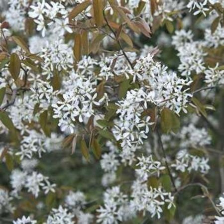 Amelanchier lamarckii 200-250 cm container meerstammig - afbeelding 2