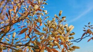 Amelanchier lamarckii 200-250 cm container meerstammig - afbeelding 15