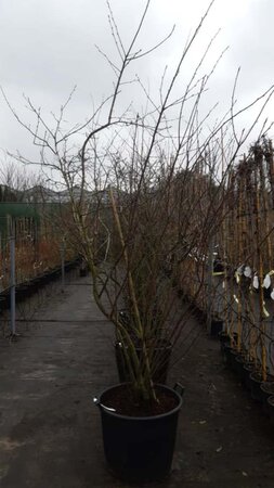 Amelanchier lamarckii 200-250 cm container meerstammig - afbeelding 10