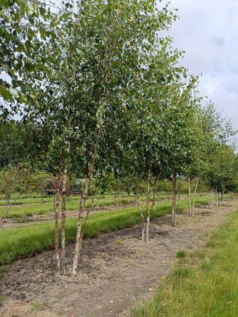 Betula pendula=verrucosa=alba 175-200 cm draadkluit meerstammig - afbeelding 1