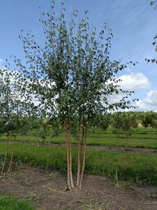 Betula pendula=verrucosa=alba 175-200 cm draadkluit meerstammig - afbeelding 2