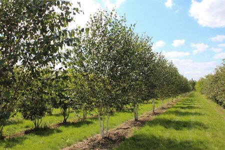 Betula utilis 'Doorenbos' 300-350 cm cont. 110L meerstammig - afbeelding 1