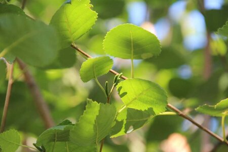 Betula utilis 'Doorenbos' 300-350 cm cont. 110L meerstammig - afbeelding 2