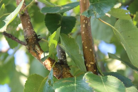 Betula utilis 'Doorenbos' 300-350 cm cont. 110L meerstammig - afbeelding 3