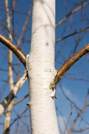 Betula utilis 'Doorenbos' 300-350 cm cont. 110L meerstammig - afbeelding 6