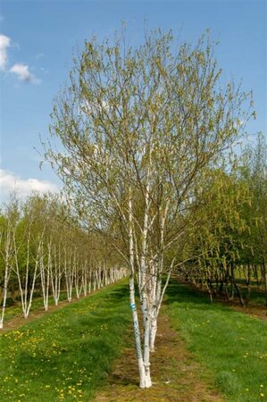 Betula utilis 'Doorenbos' 300-350 cm cont. 110L meerstammig - afbeelding 7