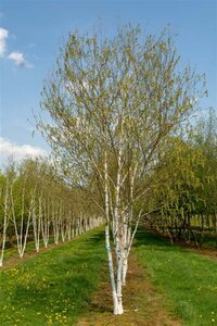 Betula utilis 'Doorenbos' 300-350 cm cont. 110L meerstammig - afbeelding 7