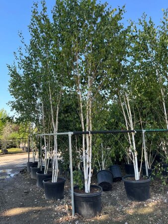 Betula utilis jacquemontii (= Doorenbos) 400-500 cm container multi-stem - image 2