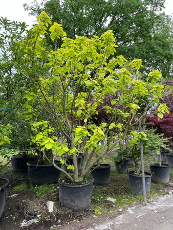 Catalpa bignonioides 'Aurea' 250-300 cm container meerstammig - afbeelding 2