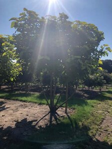 Catalpa bignonioides 'Aurea' 250-300 cm draadkluit meerstammig - afbeelding 1