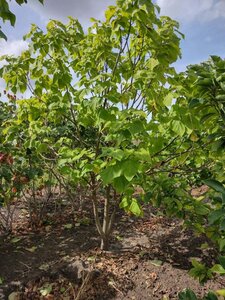 Catalpa bignonioides 'Aurea' 250-300 cm met kluit meerstammig