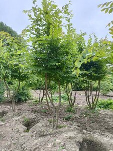 Carpinus betulus 175-200 cm draadkluit meerstammig - afbeelding 1