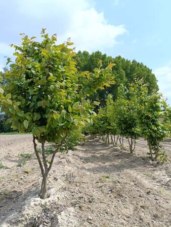 Carpinus betulus 175-200 cm draadkluit meerstammig - afbeelding 3