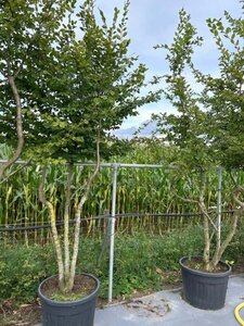 Carpinus betulus 250-300 cm container meerstammig - afbeelding 3