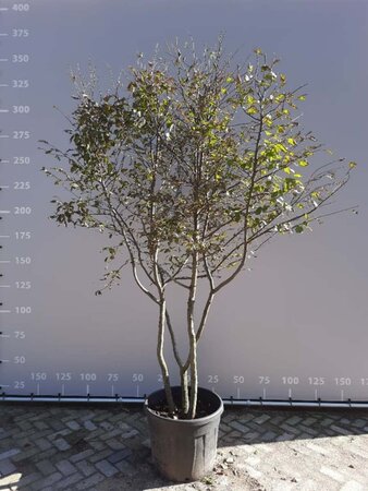 Carpinus betulus 250-300 cm container meerstammig - afbeelding 2