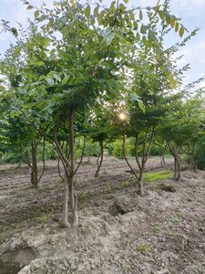 Carpinus betulus 300-350 cm draadkluit meerstammig - afbeelding 2