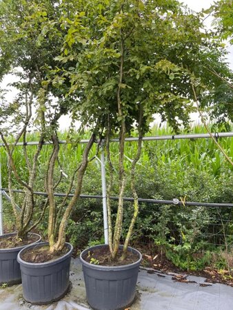 Carpinus betulus 300-350 cm draadkluit meerstammig - afbeelding 4