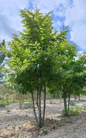 Castanea sativa 200-250 cm draadkluit meerstammig - afbeelding 1