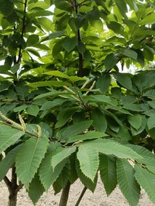 Castanea sativa 200-250 cm draadkluit meerstammig - afbeelding 2