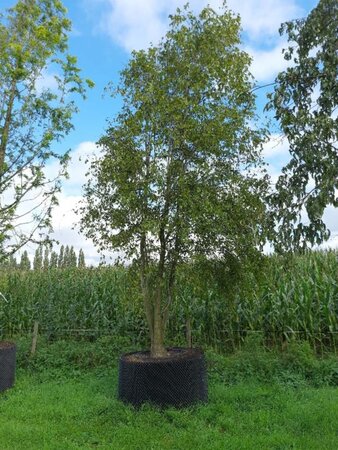 Carpinus turczaninowii geen maat specificatie container meerstammig - afbeelding 2