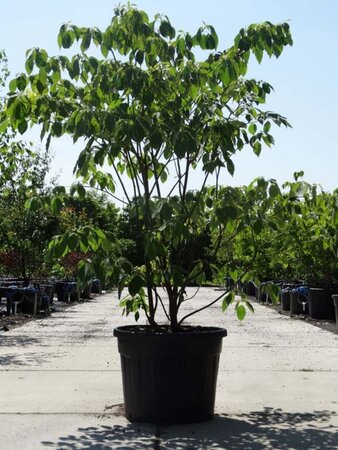 Cornus controversa 175-200 cm cont. 90L meerstammig - afbeelding 2