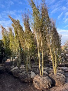 Cornus controversa 350-400 cm draadkluit meerstammig