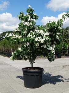 Cornus k. 'China Girl' 150-175 cm cont. 90L meerstammig - afbeelding 1