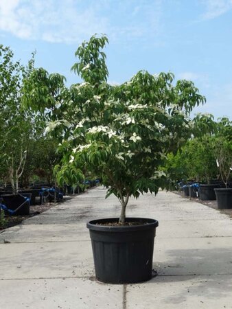 Cornus k. 'Milky Way' 150-175 cm cont. 90L meerstammig